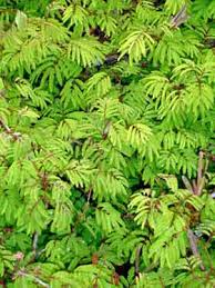 Image result for Calliandra tweedii