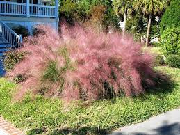 Pink Muhly Grass Grasses Landscaping Ornamental Grasses Xeriscape