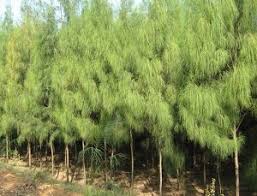 Cemara sendiri merupakan te tumbuhan hijau abadi yang sepintas lalu dapat disangka sebagai tusam. 16 Contoh Tumbuhan Gymnospermae Beserta Gambar Penjelasan Dan Manfaat Dosenbiologi Com