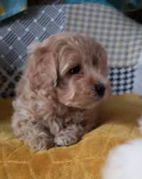 Our address (by appointment only) 1800 amity hill rd. Maltipoo Puppies For Sale In Nc Teacup Puppies For Sale Home Facebook