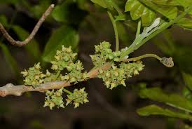 Image result for Lecaniodiscus fraxinifolius