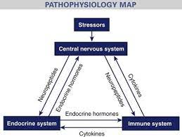 Axis Of Metabolic Control And Homeostasis Wholisticmatters