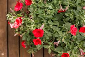 Petunias are often a gardener's staple. Petunia Plant Care Growing Guide