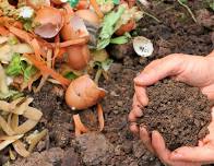 Composting Series: Compost Pile Ecosystems