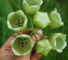 Image result for Pachycarpus concolor