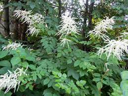 Generousgardeners Com Plant Library Entry For Aruncus Dioicus Goatsbeard Goat S Beard Aruncus Get Detailed Information Plants Goats Beard Perennial Plants