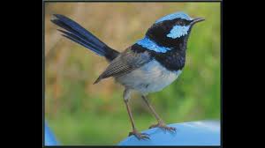 Maybe you would like to learn more about one of these? Superb Fairy Wren Male Bird Youtube