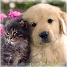 Check spelling or type a new query. Cute Cat Dog Live Wallpapers Aplikacionet Ne Google Play