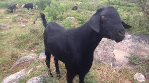 100 Kgs Osmanabadi Breed Goat Large Size Youtube