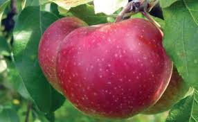 White astrakhan in the past was very famous in russia. Snow Apple Of Quebec Good Fruit Grower