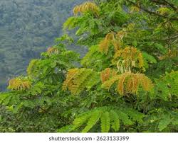 Image result for Brachystegia boehmii