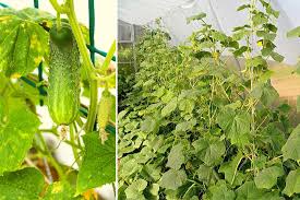 Diese drei tipps sorgen für einen guten start, gesundes wachstum und eine reiche ernte. Gurken Im Gewachshaus Werden Gelb Was Tun Gartenlexikon De