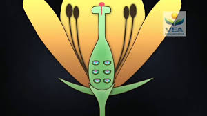 2 Minute Video With Straightforward Description Of Fertilization Plant Science Apologia Biology Learning Science