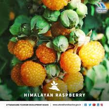 Image result for Rubus ellipticus