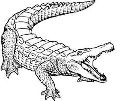 Crocodile Sketch Crocodile Illustration Animal Coloring Pages Crocodile Tattoo