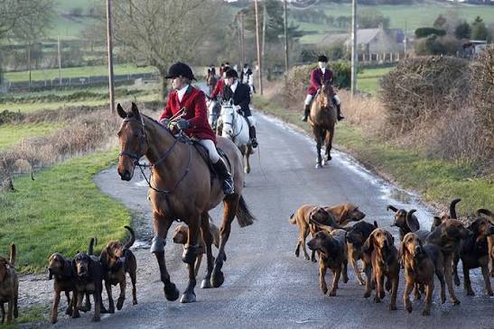 No wonder fox hunting is still prevalent – the ban is designed to fail British wildlife - Keele University