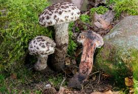 Image result for Strobilomyces strobilaceus