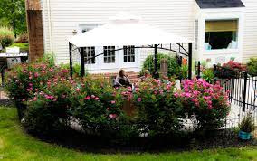 Perfect long stems for vase cuttings. Pool Landscaping Ideas Landscaping Ideas Around Pools Decorative Stone Landscape Stone Carroll County Pool Landscaping Ideas Rose Bush 0651 Westminster Lawn