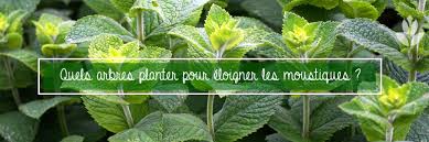 Faire fuir les moustiques de votre maison, 10 astuces et remèdes naturels, ce qui marche réellement. Arbres Anti Moustique Quels Arbres Pour Les Eloigner Conseil Jardin Willemse