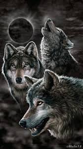 Three Wolves Art Wolf Howling Wolf Pictures Wolf Love
