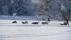 Pour ceux qui souhaitent vivre une expérience inoubliable durant les sports d'hivers, la sortie en chiens de traineaux est une expérience unique. Reve De Nord Balade En Traineau Sondernach Visit Alsace
