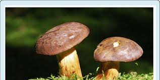Image result for Boletus badius