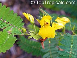 Image result for Chamaecrista