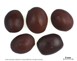 Image result for Elephantorrhiza goetzei