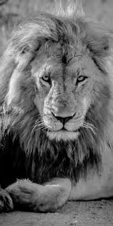 Black And White Lion Canvas Print Lord Of The Lions Lion Art Lions Lion Canvas