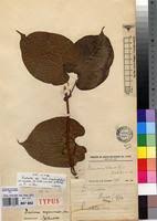 Image result for Dioscorea cayenensis