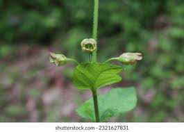 Image result for Scrophulariaceae
