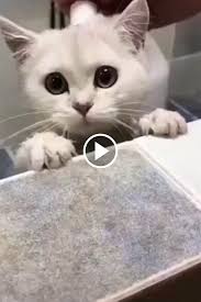 Tik Tok Cutest Cat Videos Awwww In 2020 Cute Cat Gif Cute Animals Cats
