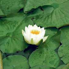 Maybe you would like to learn more about one of these? Bouquet Packing White Lotus Flower Rs 4 Piece Sree Siva And Co Id 13431000262