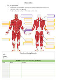 Full body muscle chart male muscular system full. Gcse Pe Muscles In The Body Student Worksheet Teaching Resources