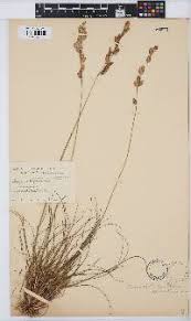 Image result for Eragrostis macrochlamys