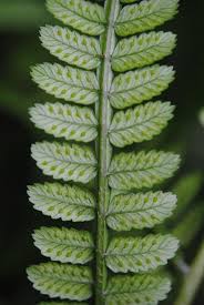 Image result for Ptisana