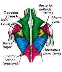 In this section, learn more about the muscles of the. Back Workout Routine Best Exercises For Mass