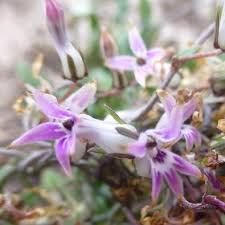 Image result for Cyphia