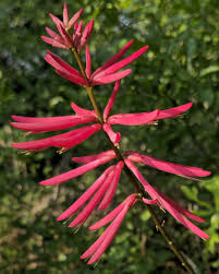 Image result for Polycarpaea eriantha