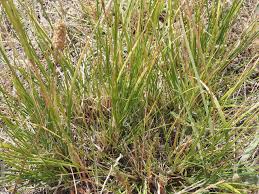 Image result for Rytidosperma davyi