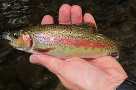 From urban ponds, to mountain streams. Trout Trifecta Abingdon Outdoors