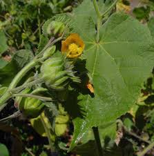 Image result for Abutilon englerianum