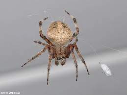 The australian garden orb weaver spider (eriophora transmarina) is a very common species of spider with many variants in size, shape, and colour across the coastal regions of australia. North Carolina Spider Photos