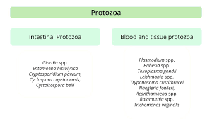 Image result for Protozoa