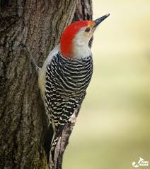Types Of Woodpeckers In Indiana