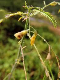 Image result for Sesbania goetzei