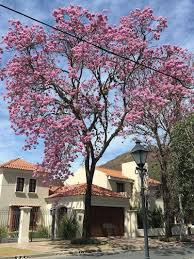 Image result for Handroanthus sp. near impetiginosus