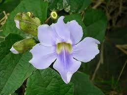 Image result for Thunbergia dregeana