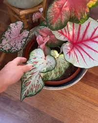 Video These Caladiums Di 2020 Tanaman Hias Dalam Pot Ide Berkebun Perkebunan Sayur