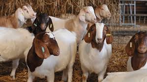 In apprehension how like a god! Study Reveals How To Treat Goats More Effectively For Worms Farmers Weekly